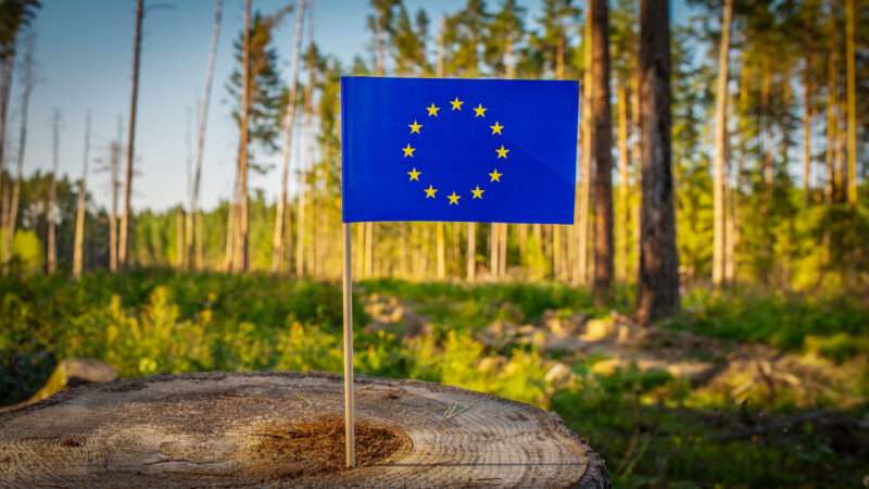 Deforestation-free products in Europe | Photo: Mantas Zilicius/Dreamstime