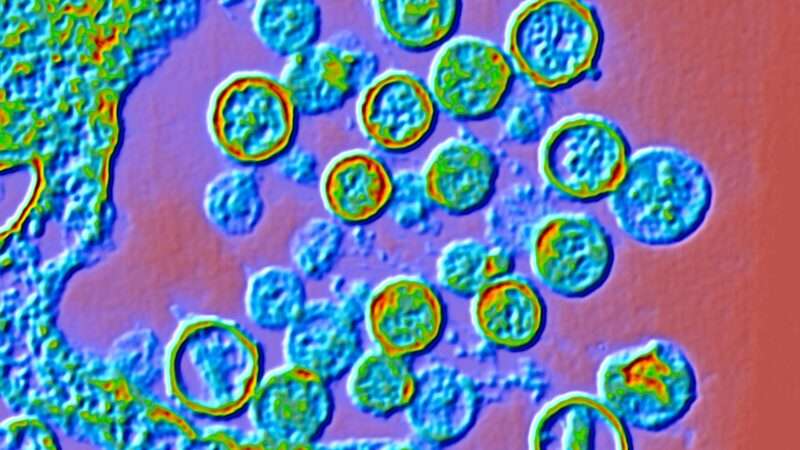 Hantavirus | ALFRED PASIEKA/SCIENCE PHOTO LIBRARY/Newscom