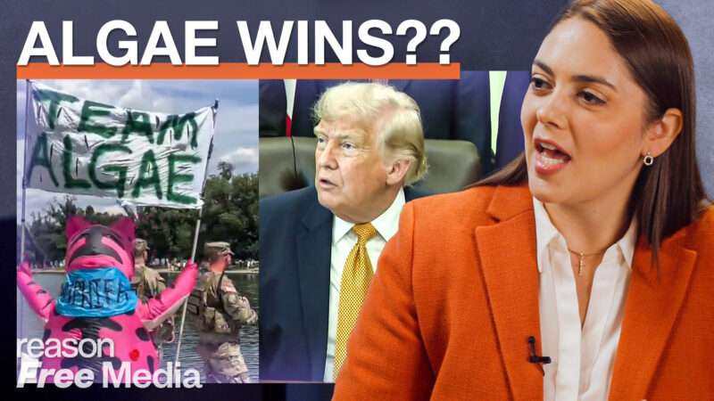 Amber Duke against a backdrop that includes a photo of Trump, a photo of someone holding a Team Algae sign, the words "ALGAE WINS??" and the Reason and Free Media logoes | Illustration: Adani Samat