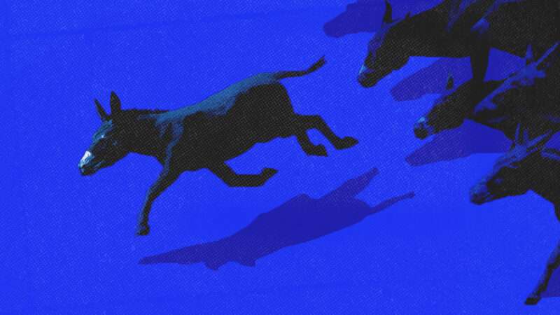 One donkey breaks away from a pack, which appears to be chasing it. | Illustration: Midjourney