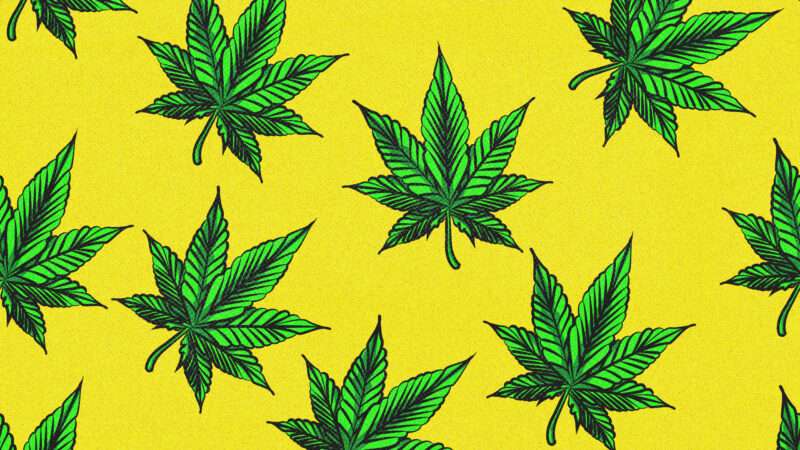 Hemp plants against yellow background | Illustration: DPST/Newscom
