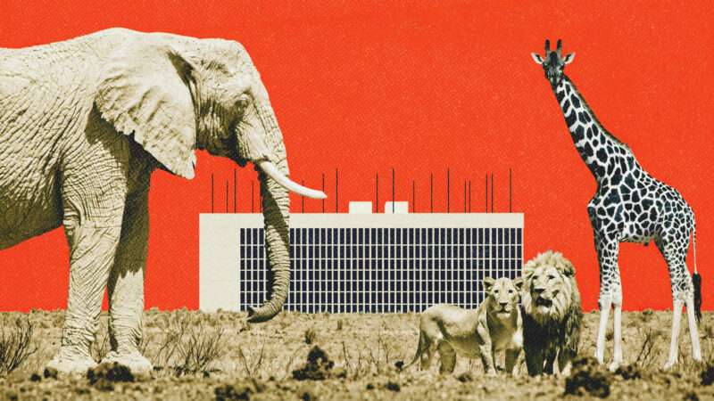 Data centers and animals | Midjourney