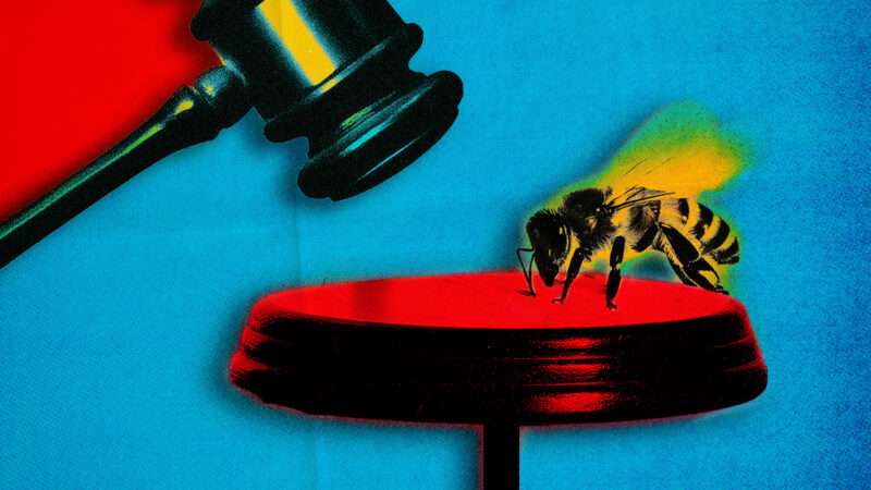 A gavel slams down toward a bee | Illustration: Fatima Ruiz/Midjourne