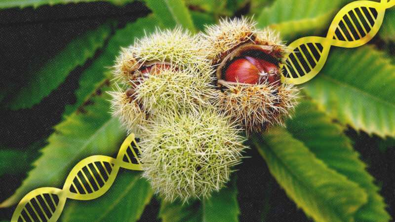 A tree with a DNA double helix sketch across it | Fausto Fiori/Dreamstime/Midjourney