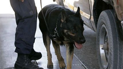 can police dogs smell coke