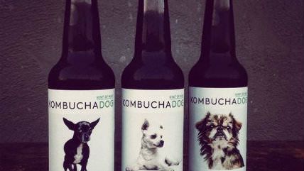 Large image on homepages | Kombucha Dog/Instagram