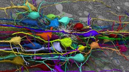 Large image on homepages | ZEISS Microscopy/Flickr