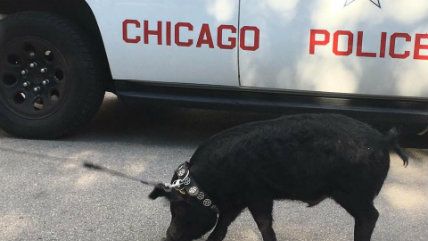 Large image on homepages | Chicago Police Department/Facebook