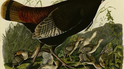 Large image on homepages | John James Audubon