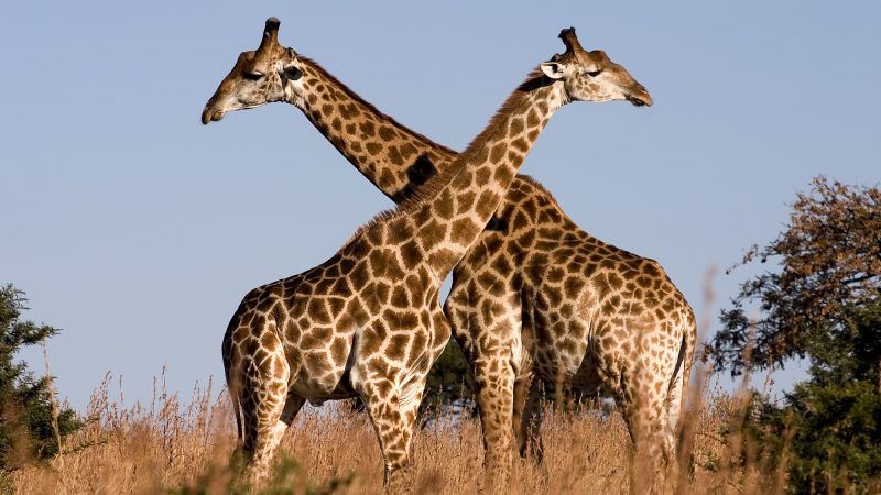 Giraffe_Ithala_KZN_South_Africa_Luca_Galuzzi_2004 | Wikimedia/Luca Galuzzi (Lucag)