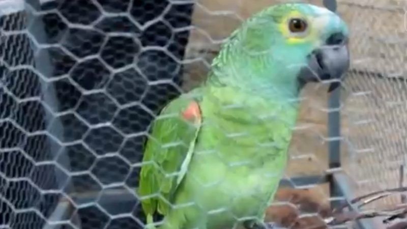 druggieparrot