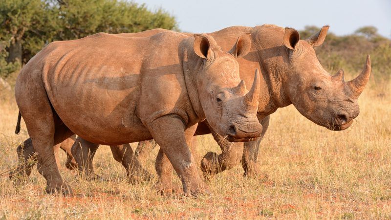 Rhino horn is not an aphrodisiac