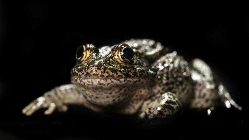 Dusky Gopher Frog | John Pendygraft/ZUMA Press/Newscom