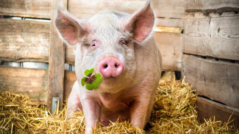 Man fights town to keep potbellied pig as his emotional support animal