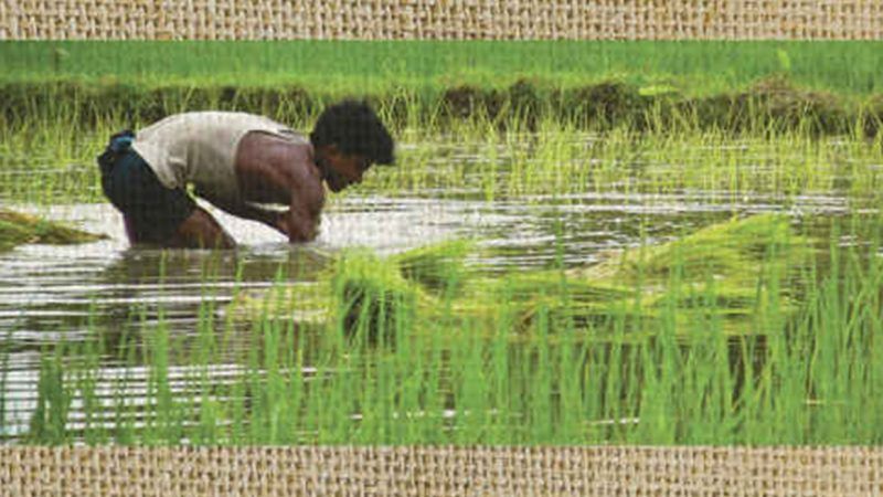 minisgoldenrice | John Hopkins University Press