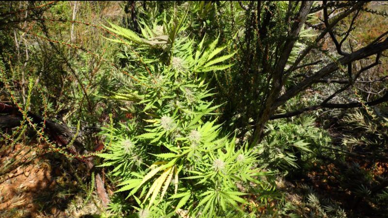 potgrow_1161x653 | Via the Campaign Against Marijuana Planting program