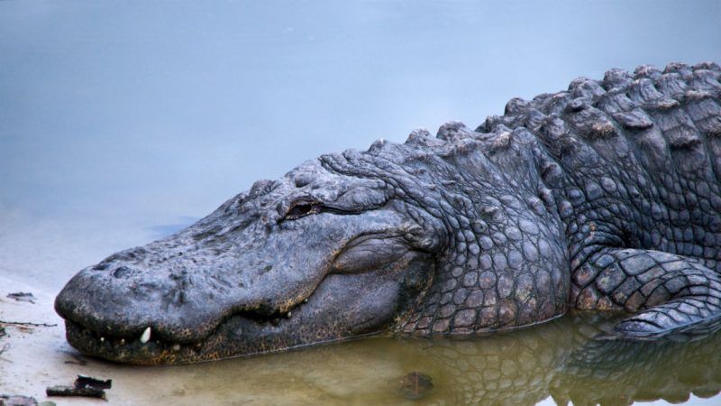 Alligator | Anne M. Fearon Wood/Dreamstime.com