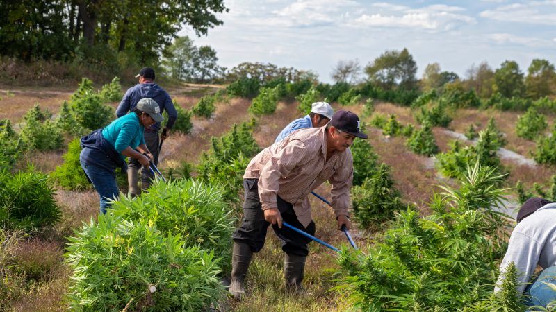 Workers harvesting hemp in Paw Paw. Michigan | Jim West/agefotostock/Newscom
