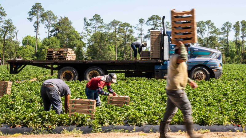 farm_worker | Lance Cheung/ZUMA Press/Newscom