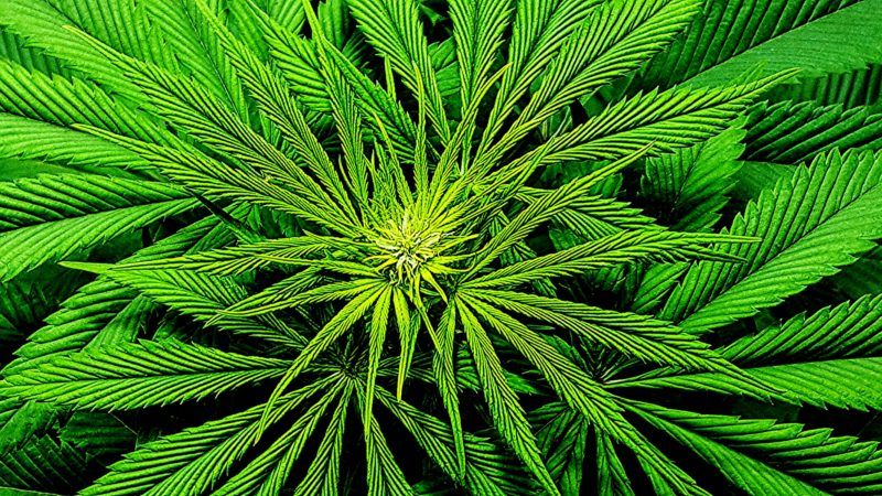 cannabis-leaves-9-MIS-Photography | MIS Photography