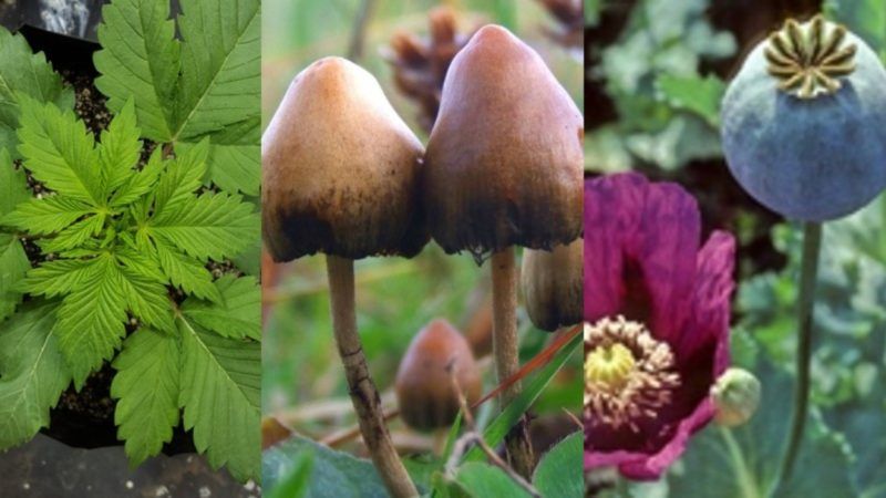 cannabis-mushrooms-poppies-cropped | MIS Photography, Wikipedia