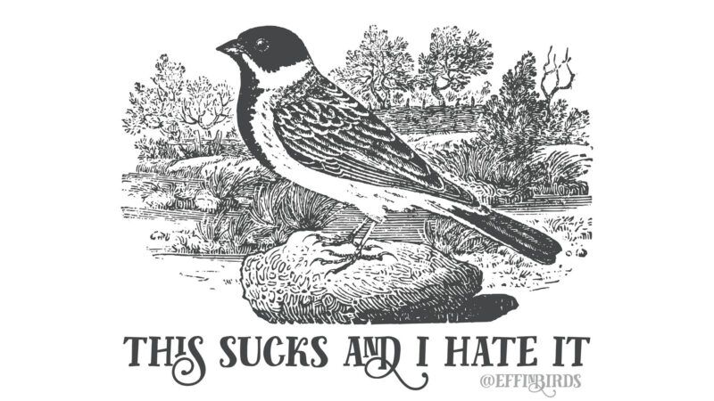 EffinBirds | Image courtesy of Aaron Reynolds, Effin' Birds 