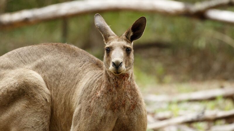 Kangaroo meat - Wikipedia