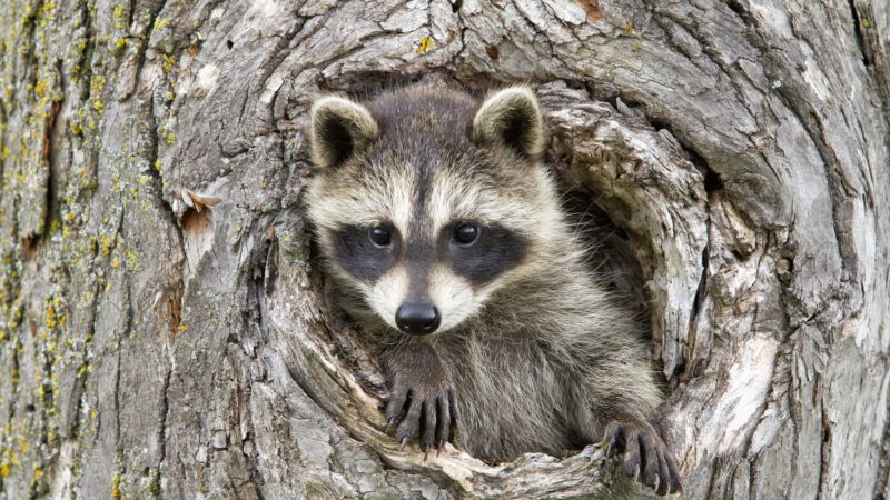 reason-raccoon1 | Dssimages/Dreamstime.com