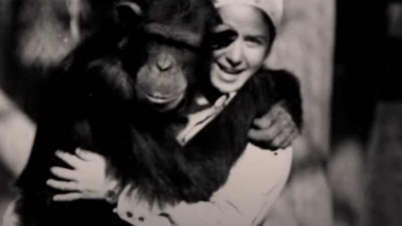 HBO Documents the Tragic Tale of Lucy, the Chimp Raised Like a Human