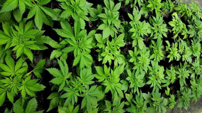 cannabis-leaves-17-MIS-Photography-rotated | MIS Photography