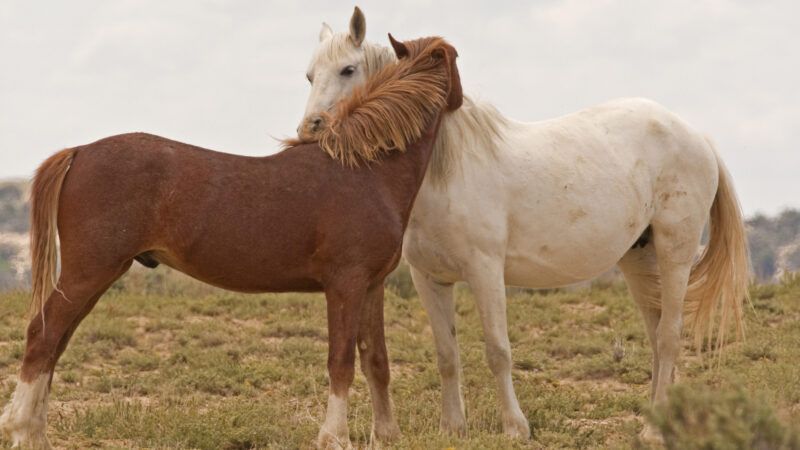 wildhorses | Jaynes Gallery (Bill Jaynes) / Danita Delimont Photography/Newscom