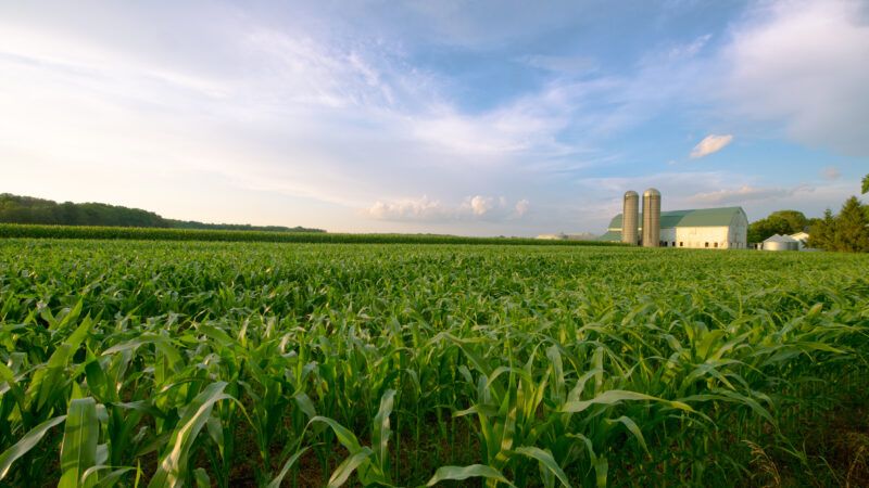 reason-corn | Wisconsinart/Dreamstime.com