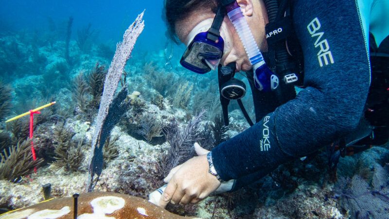 UM scientists, partners awarded $6 million to restore southeast Florida  coral reefs