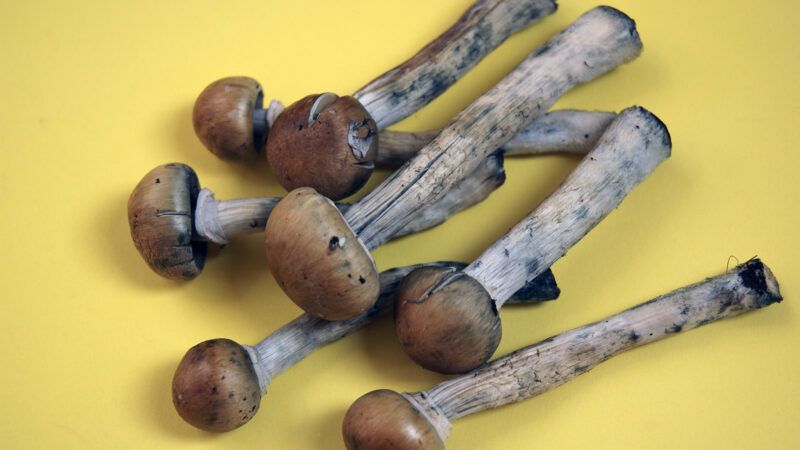 psilocybin-mushrooms-Newscom-4 | Janine Wiedel Photolibrary/Newscom