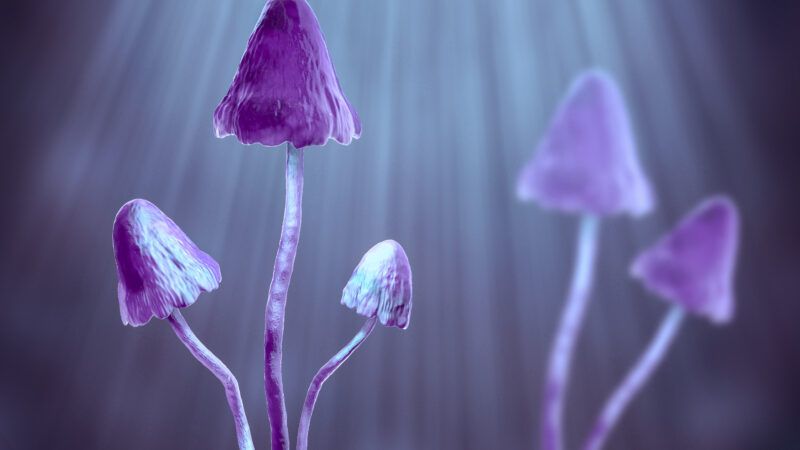 psychedlic mushrooms | Kateryna Kon/Science Photo Library/Newscom