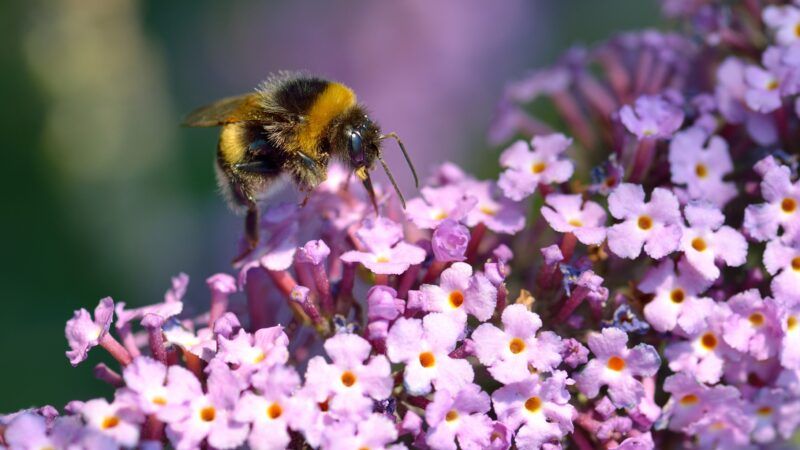 Bumblebee on purple flowers | Photo 29221138 © Mobi68 | Dreamstime.com