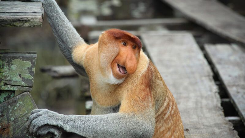 Monkey climbing in a habitat |  Mario Madrona Barrera/Dreamstime.com