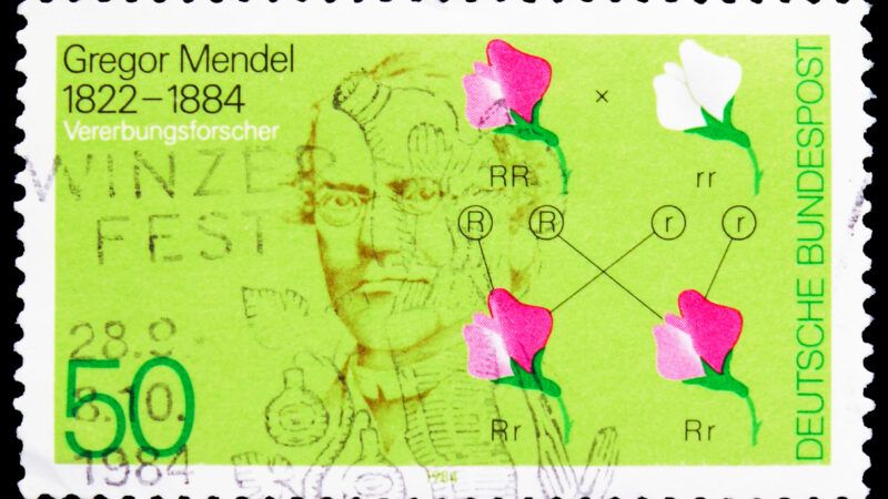 A stamp commemorating the life of Gregor Mendel