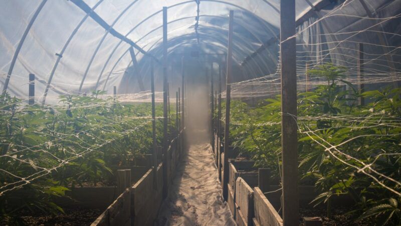 Marijuana growing in a greenhouse | DPST/Newscom