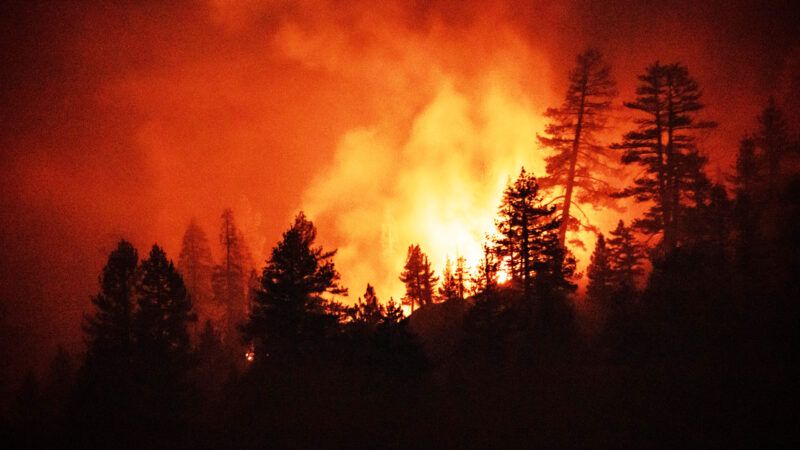 Wildfires in Yosemite National Park burning the trees..