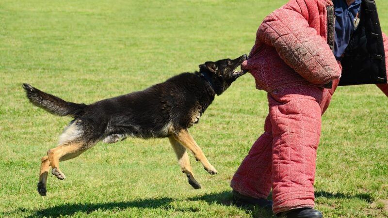 Police attack dog training