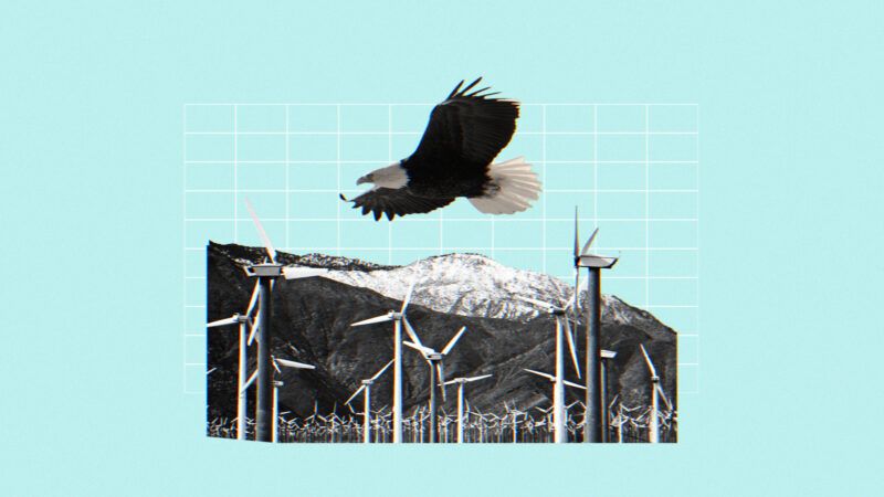 A bald eagle flying over wind turbines in the mountains