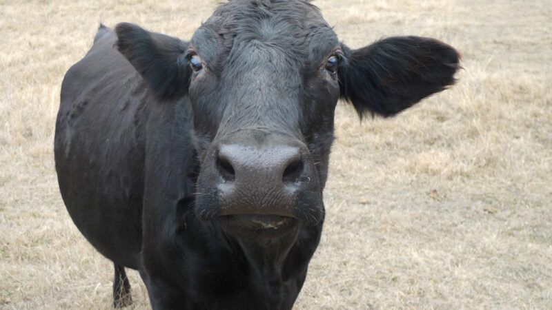 Angus steer stares at camera | Photo 70942086 © Tamara Lee Harding | Dreamstime.com