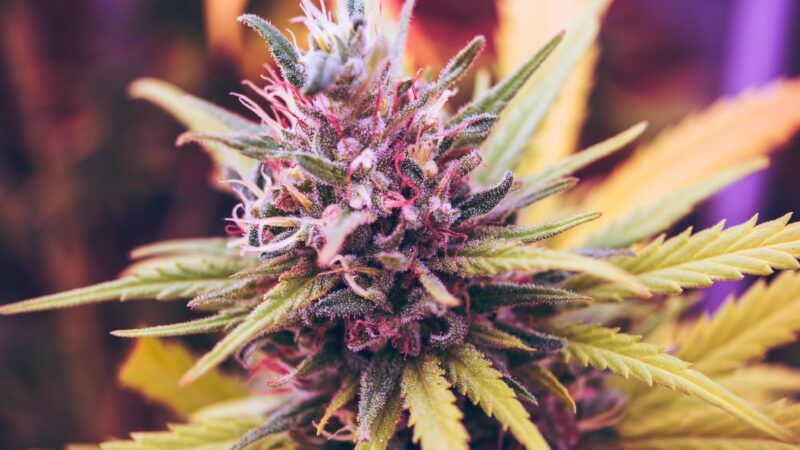 beautiful purple and green marijuana bud | Photo by <a href="https://unsplash.com/@exxteban?utm_source=unsplash&utm_medium=referral&utm_content=creditCopyText">Esteban Lopez</a> on <a href="https://unsplash.com/?utm_source=unsplash&utm_medium=referral&utm_content=creditCopyText">Unsplash</a>   