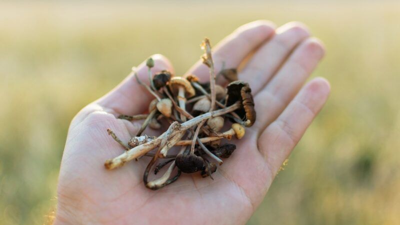 Psilocybin mushrooms held in the palm of someone's hand