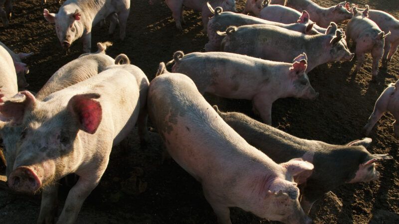 Pigs | Thomas Dodge/Newscom