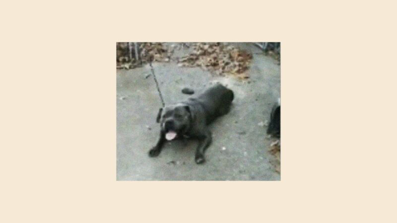 Detroit Woman Sues City After Police Shot Her Dog and Left It in a Trash Can