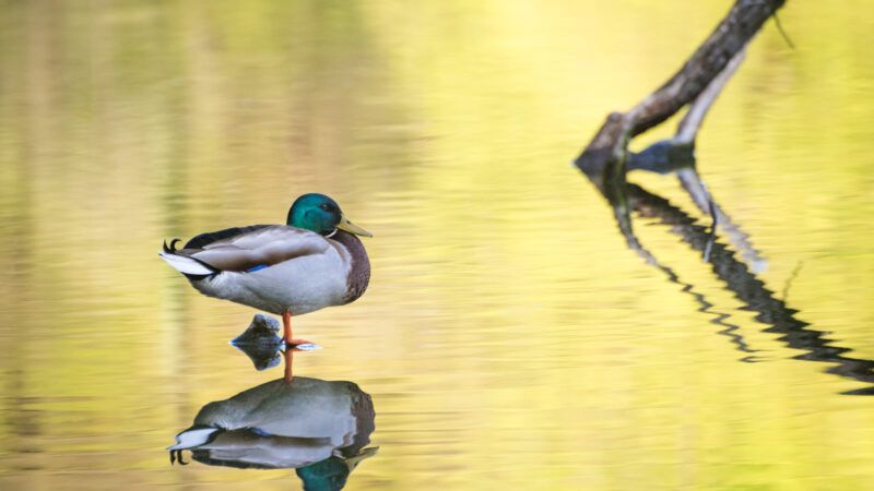 A mallard posing on one leg