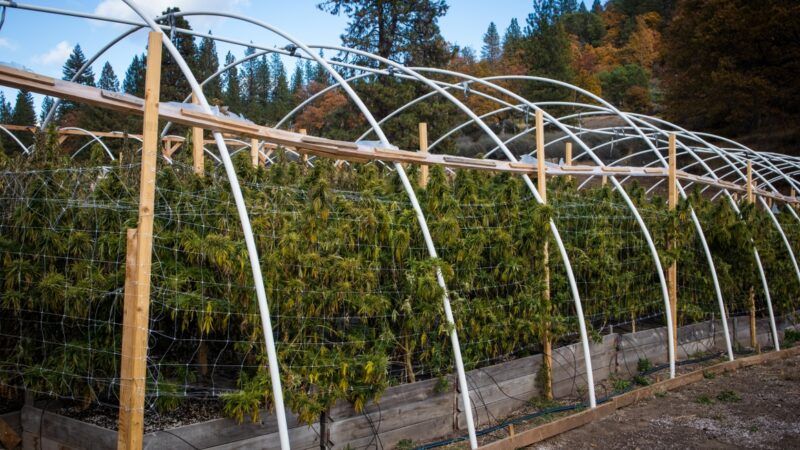 Marijuana growing in a greenhouse | DPST/Newscom