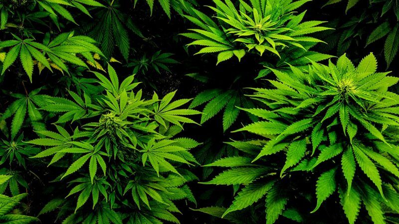Minnesota is the 23rd state to legalize recreational marijuana.